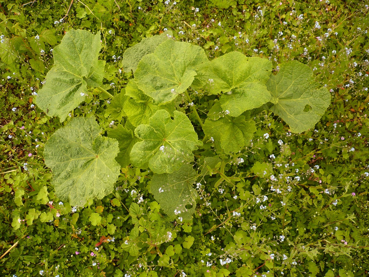 Alcea rosea (Malvaceae)